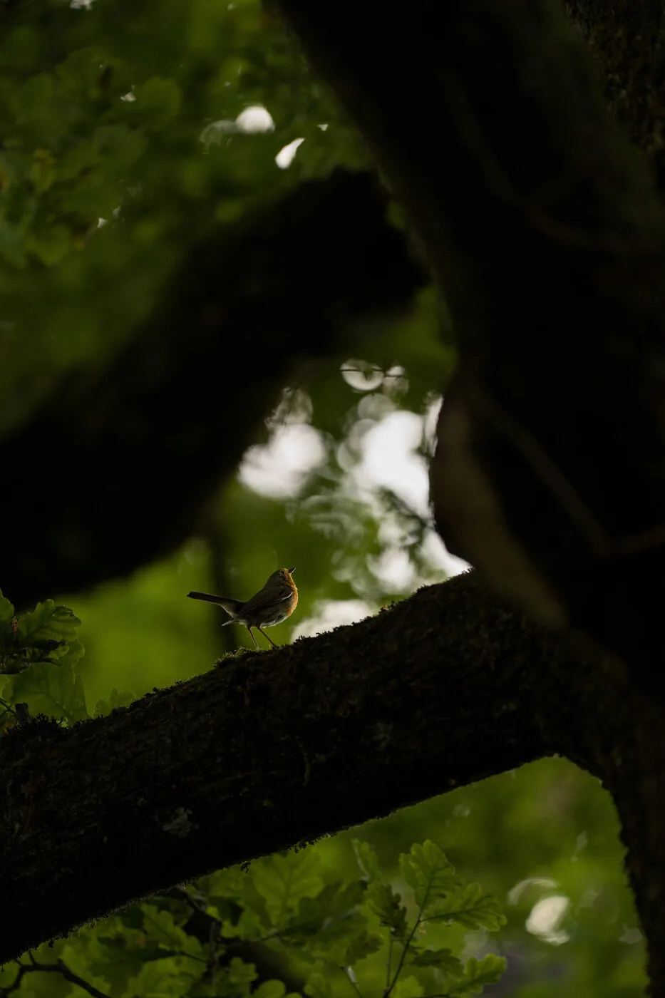 Robin on a mossy branch in dark canopy