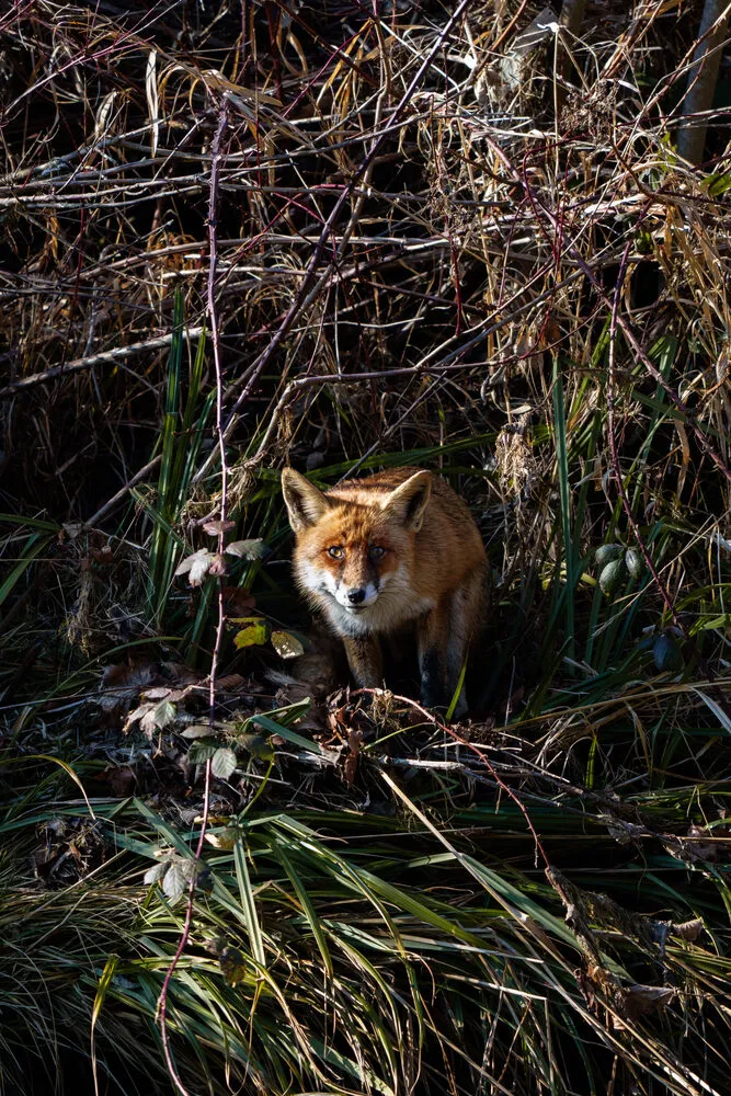 Red fox making eye contact in undergrowth